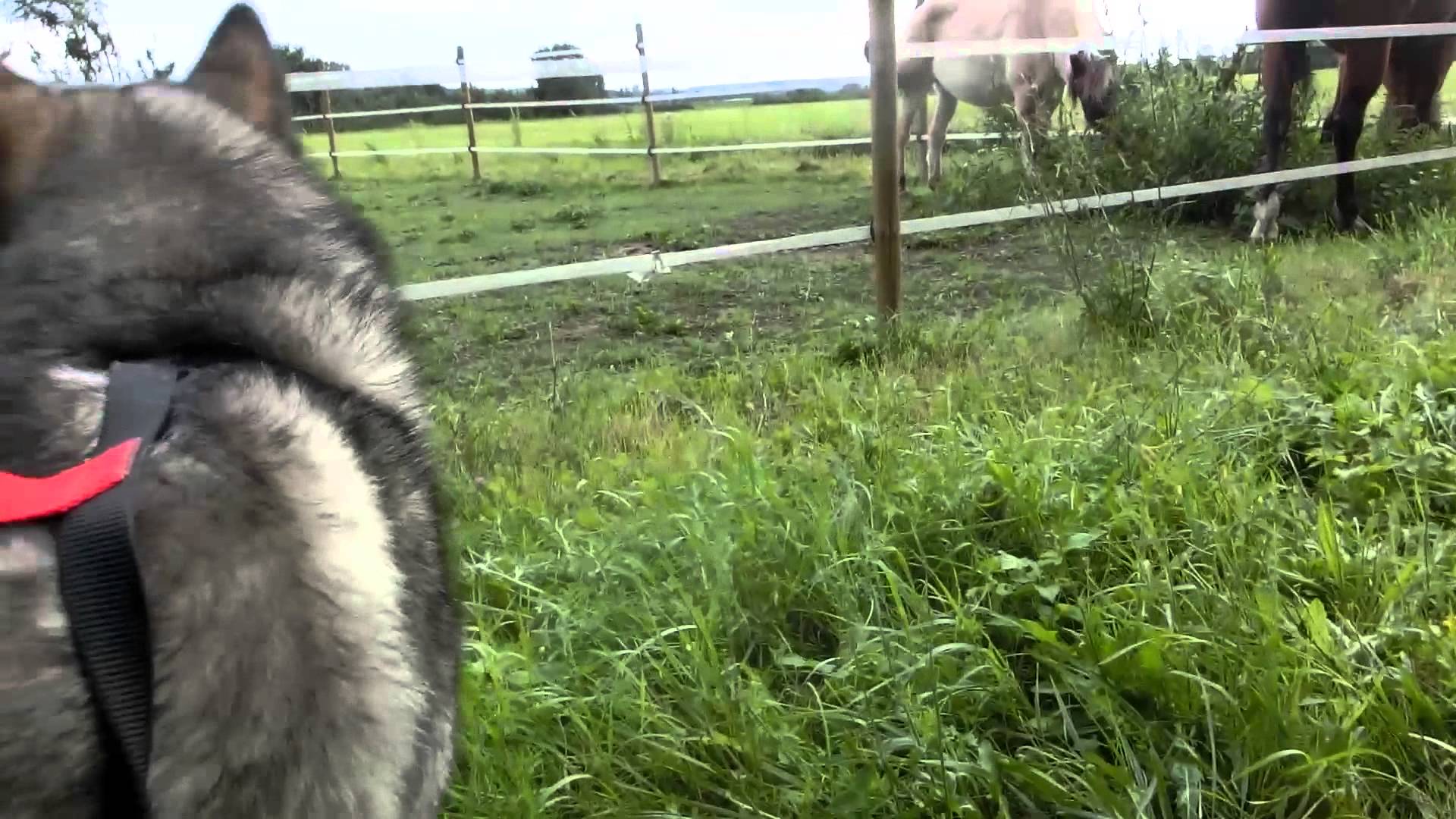 Husky and Horsetraining