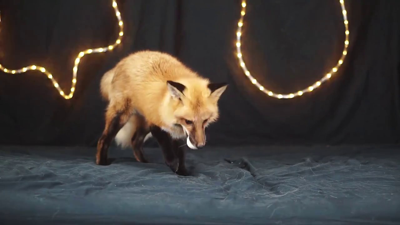 Husky, Dingo and a Fox eating an egg