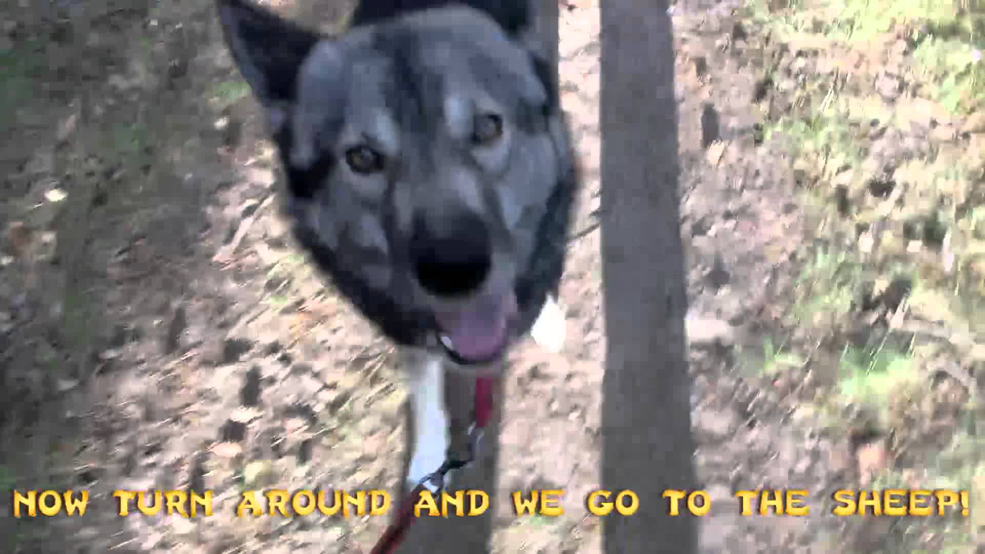 Husky does not want to leave the sheep!