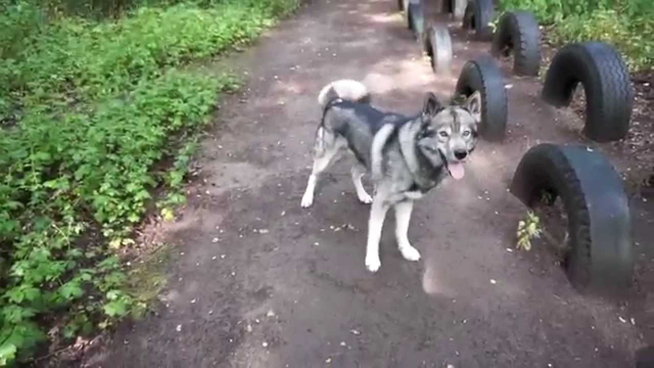 Husky Gehorsam // Obedience