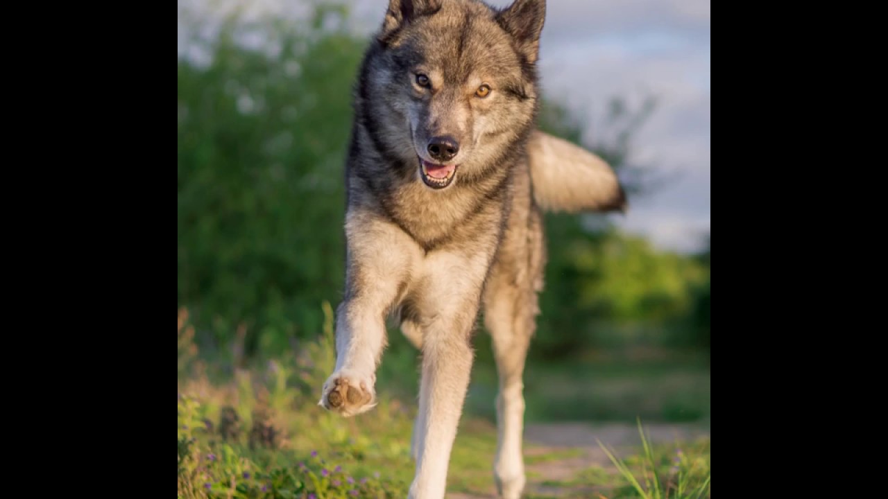 Husky Ninja Happy Face