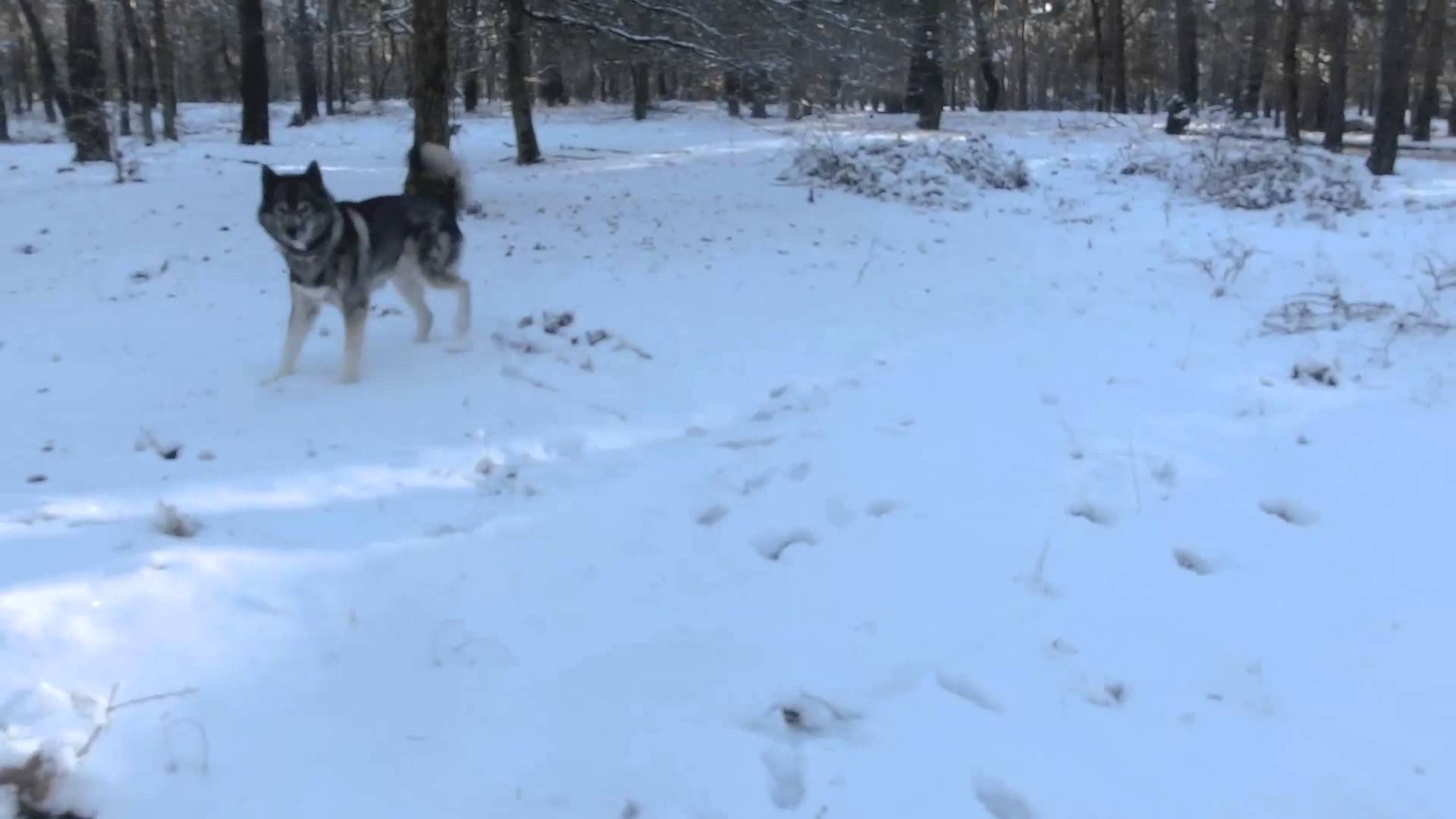 Husky Obedience #3