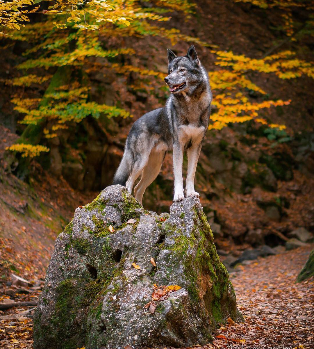 It is a really nice hike through the Morgenbachtal close to  .
It is a good 10km...