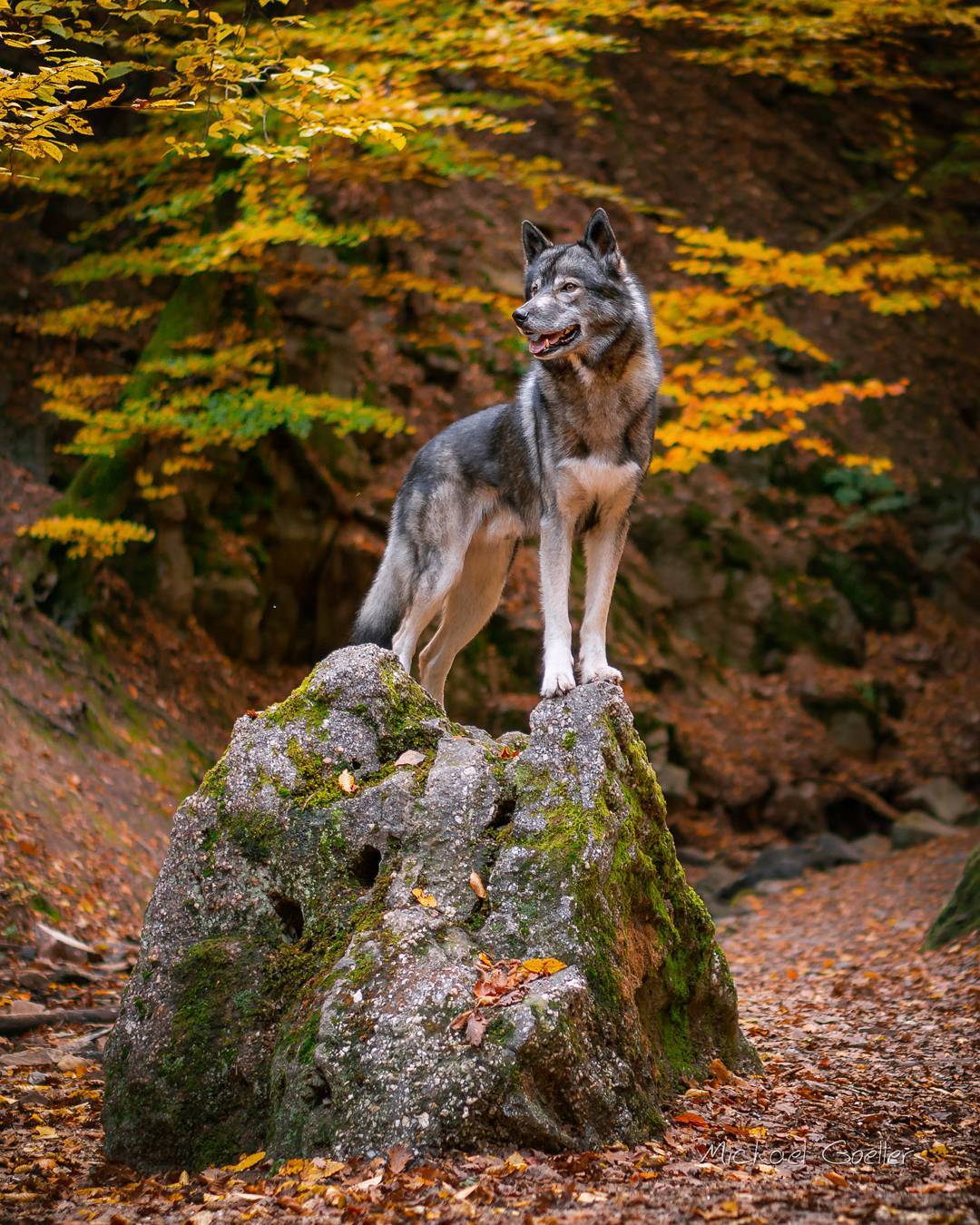 It is a really nice hike through the Morgenbachtal close to  .
It is a good 10km…