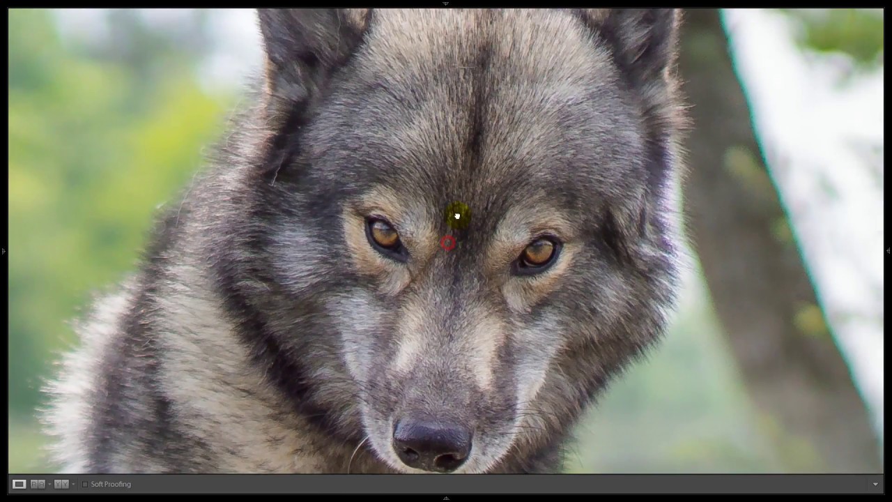 Lightroom Editing with Wolf look-alike Siberian Husky Ninja