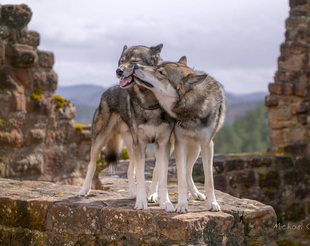 "Love You daddy!" 
.
Hadez ( ) and his father Ninja at castle ruin Altendahn in ...