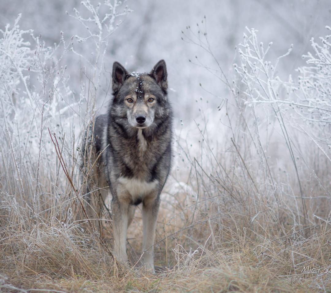 Neither rain nor snow... the beauty of hoar frost... .
I liked the post yesterda...