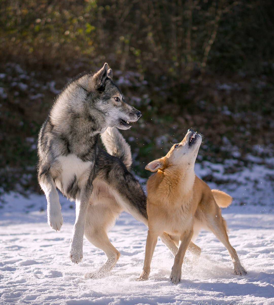 Ninja and Dingo Smilla playing in front of castle Fleckenstein.
.
There is a gre...