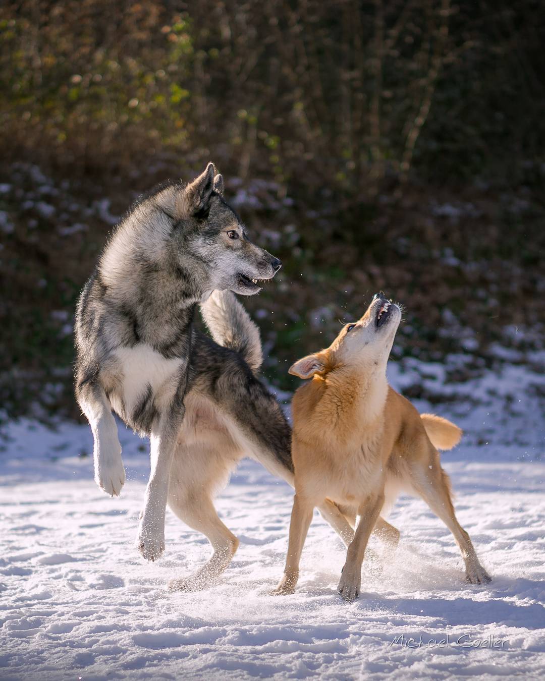 Ninja and Dingo Smilla playing in front of castle Fleckenstein.
.
There is a gre…