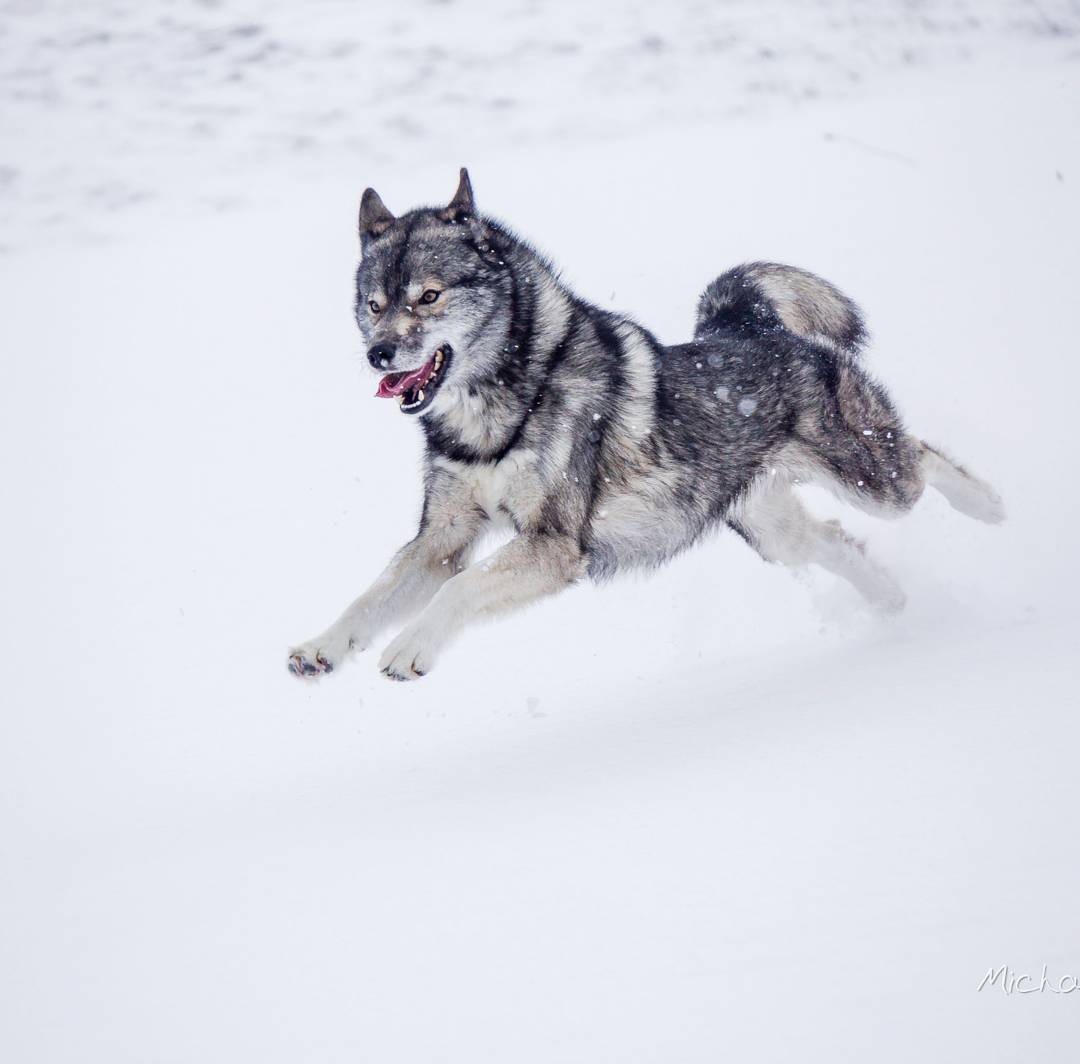Ninja and Snow... always a guarantee for a good shot...
Full of enthusiasm, dash...
