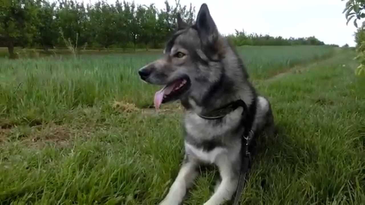 Ninja attending a Horse Show