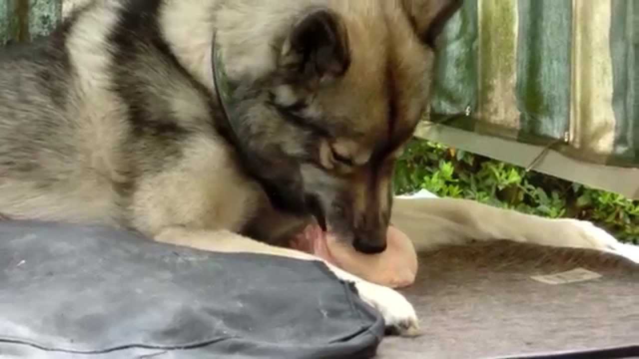 Ninja eating a Chicken