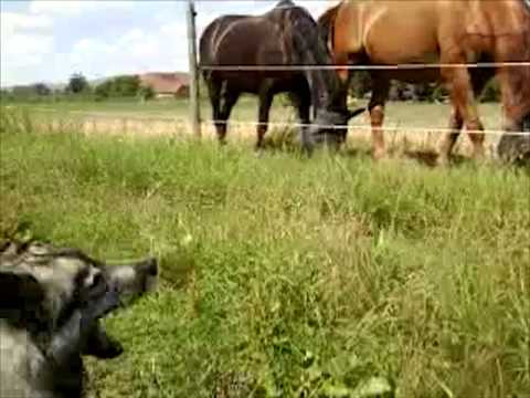 Ninja, further training at the Horses