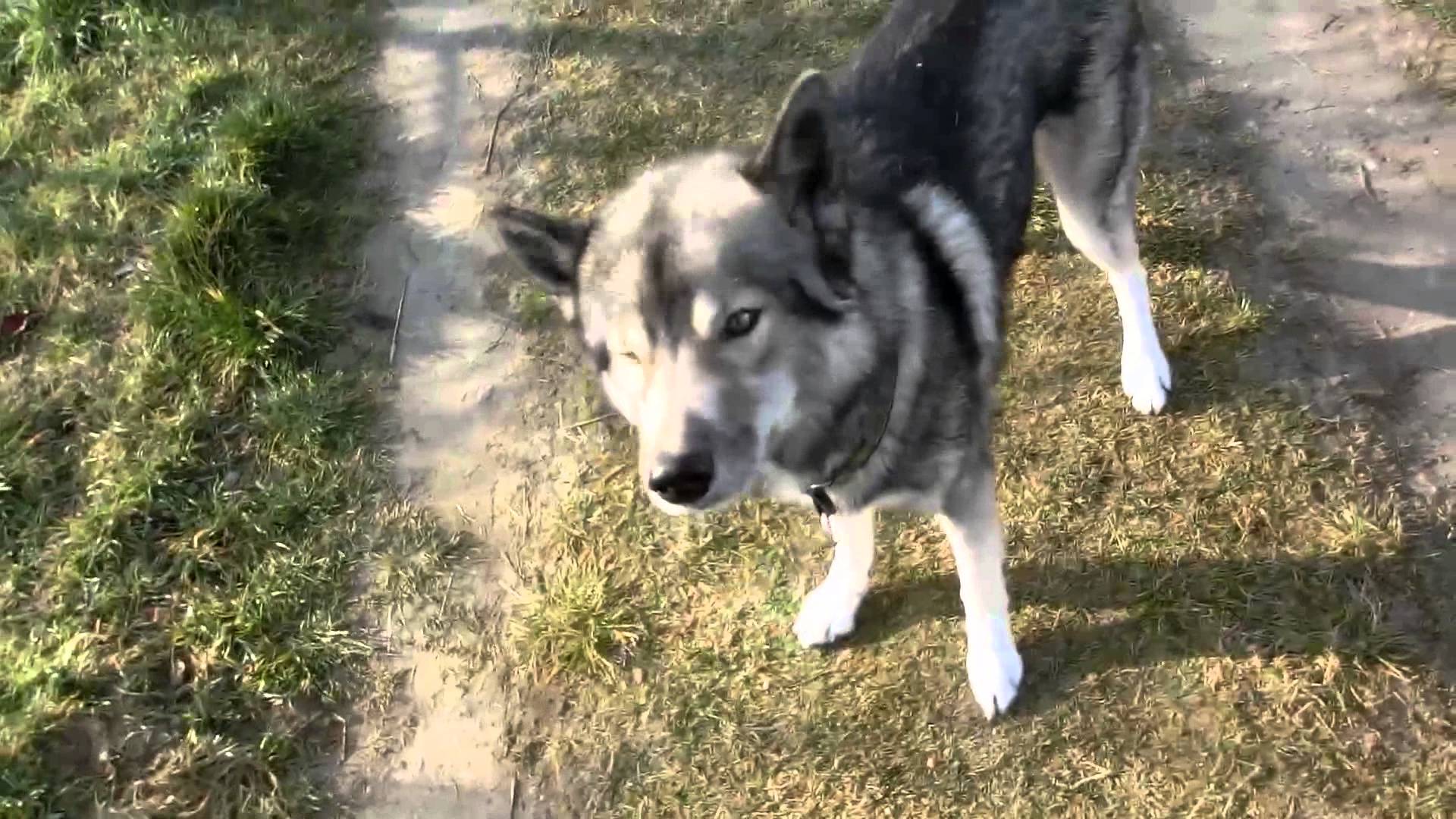 Ninja learns "bark!"