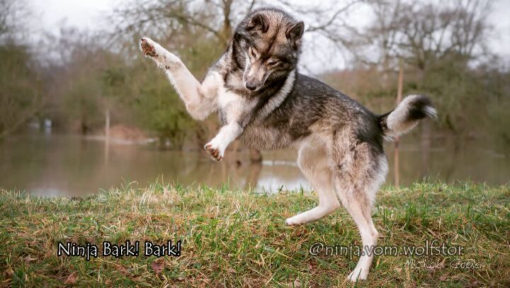 Ninja likes to go to the floodplains and today as we passed the train station he...