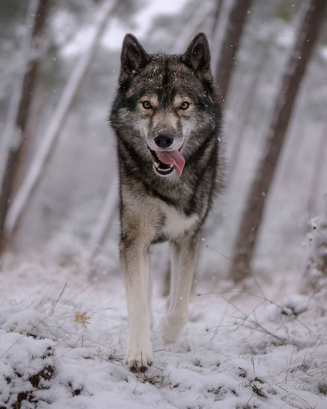 Not much text today  Ninja, snow, woods… no more words required 
.
           …