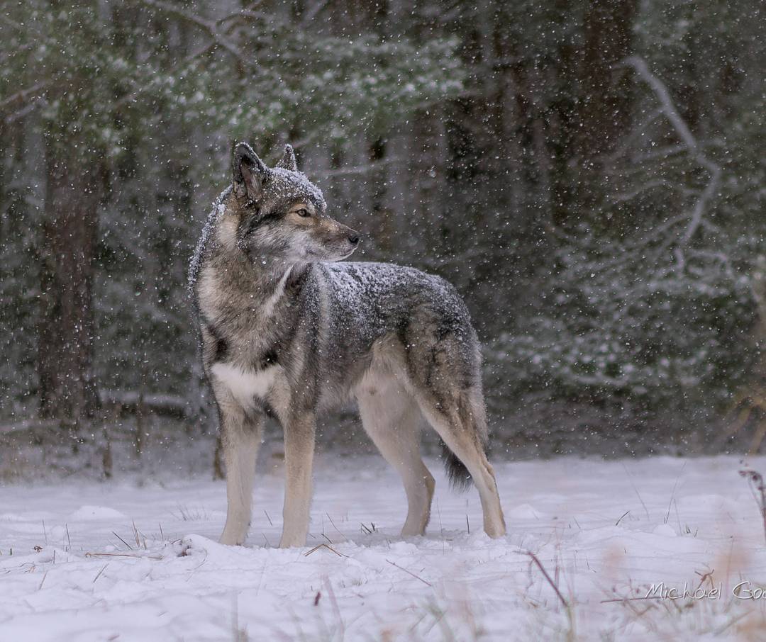 Oh Joy! Fresh Snow! Again!
.
Is there anyrhing more beautiful than a hike throug...