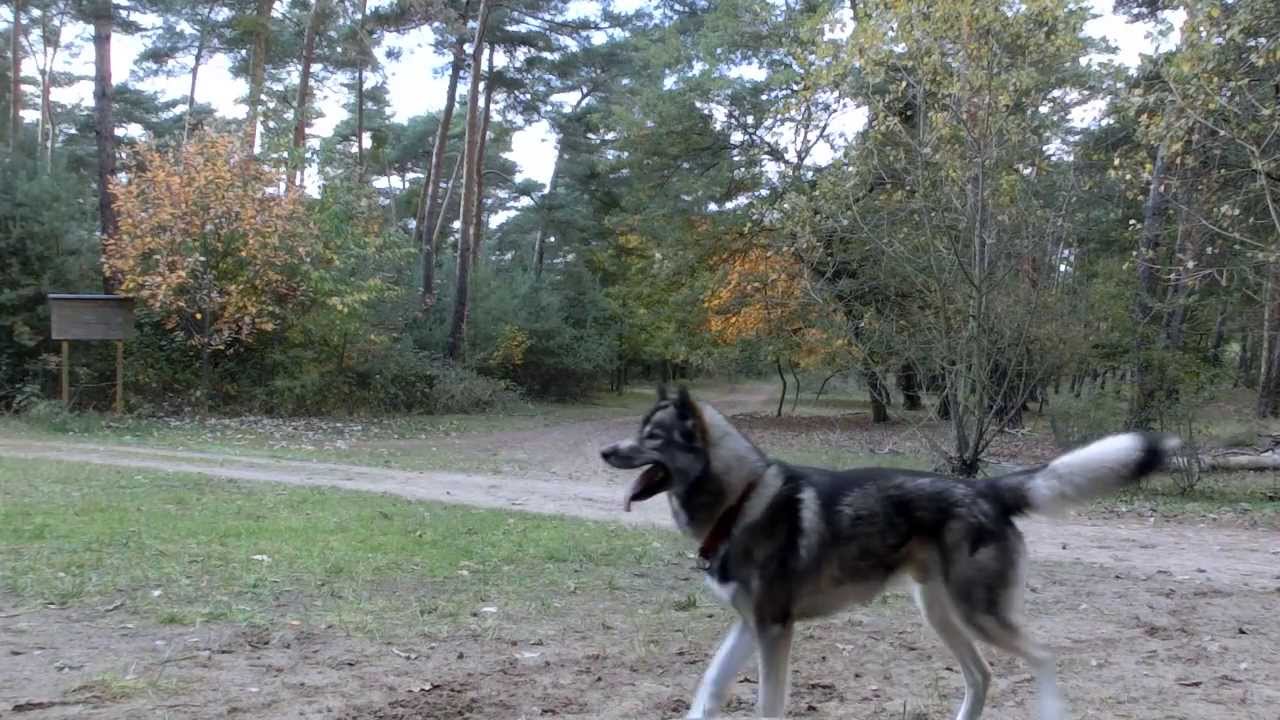 Our first preydummy Training outside!