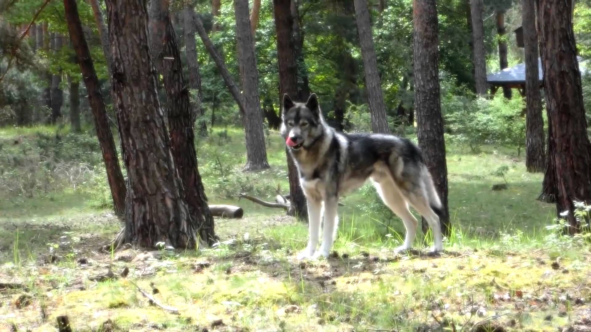 Scene in the Woods