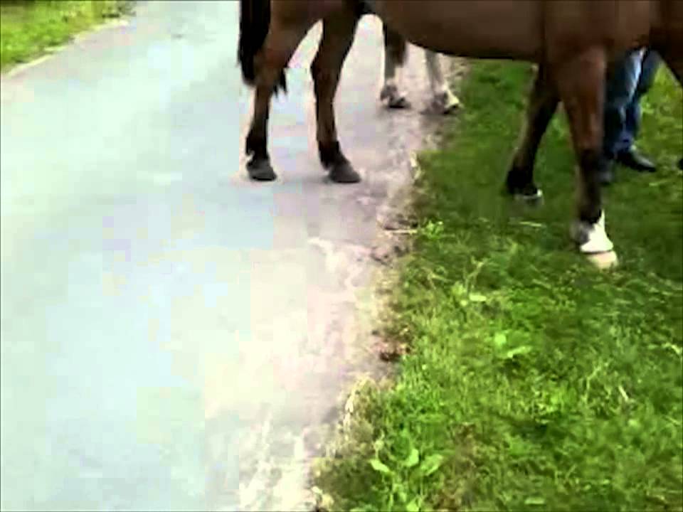 Siberian Husky Ninja and the Horses!