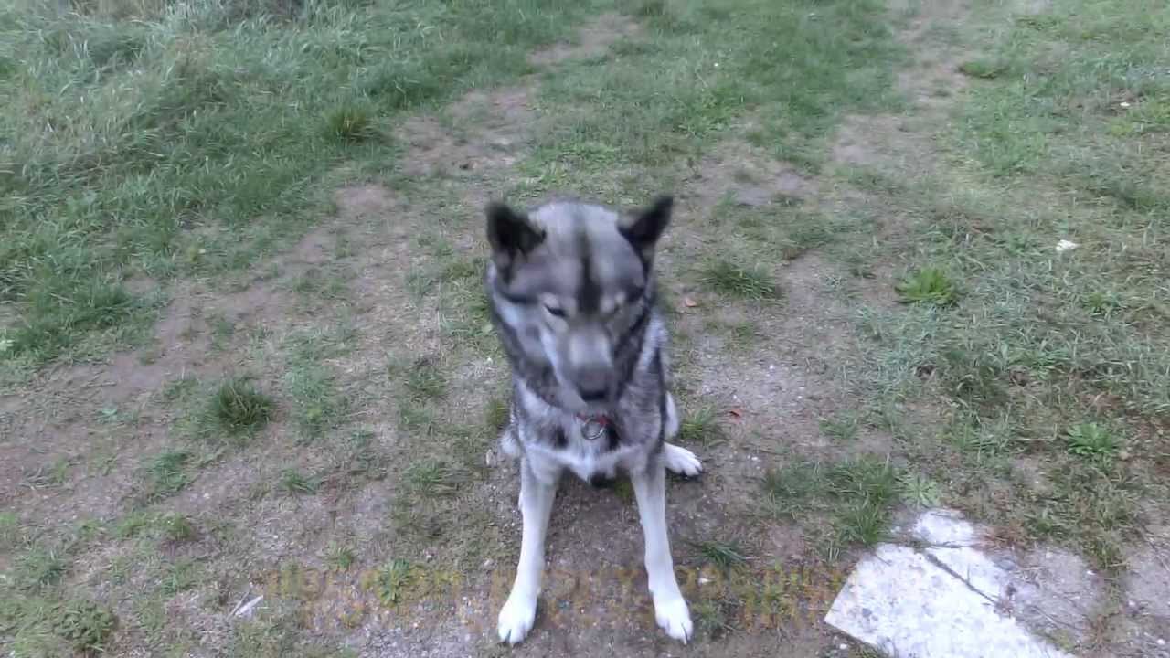 Siberian Husky obedience (more or less)