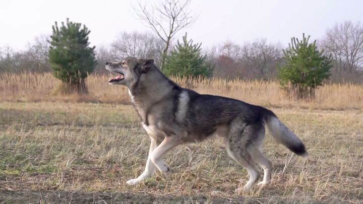 Siberian Husky Obedience

.
- sponsored by  
- mit Unterstützung von  
.
You pro...