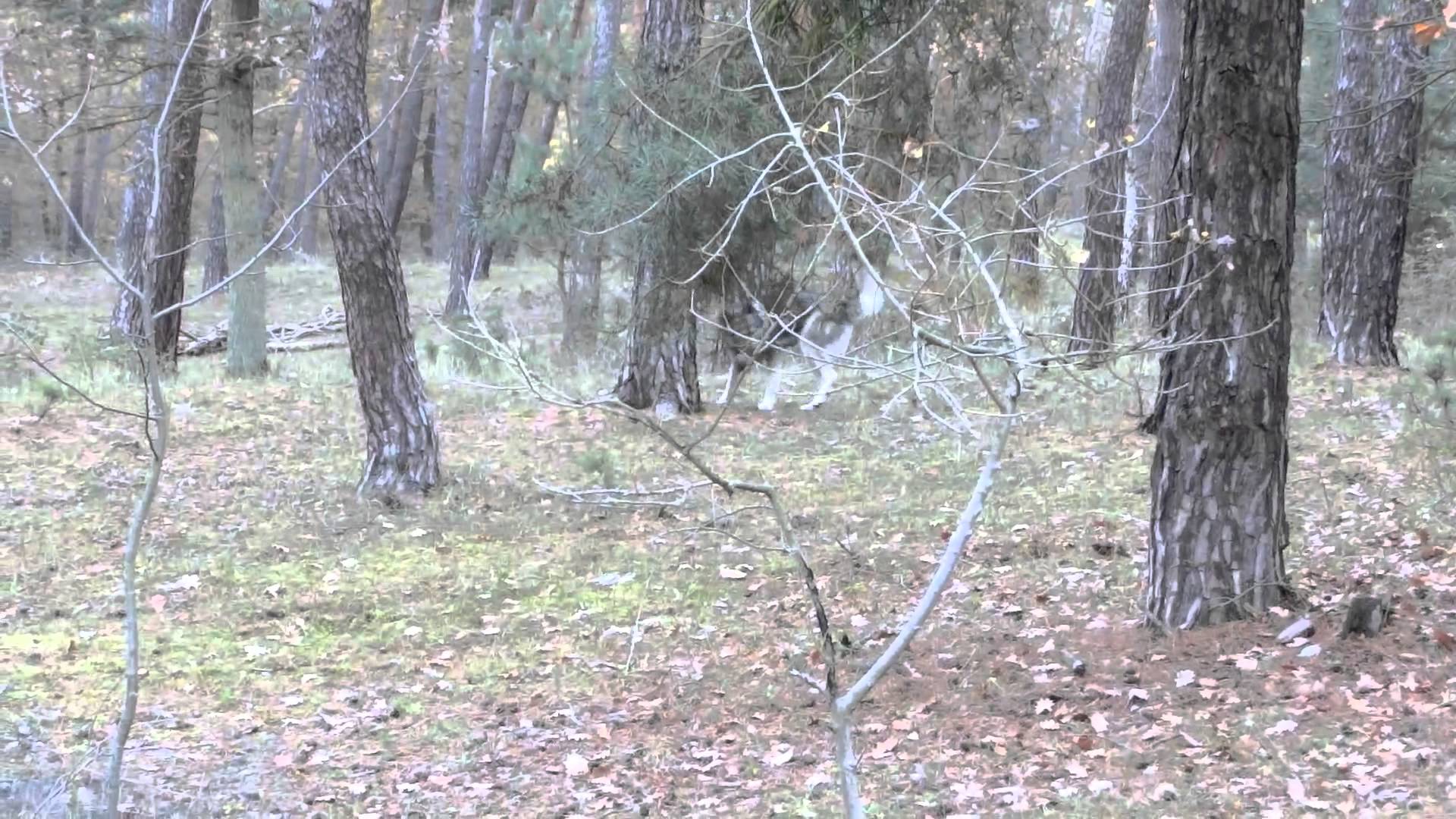 Siberian Husky prey dummy training