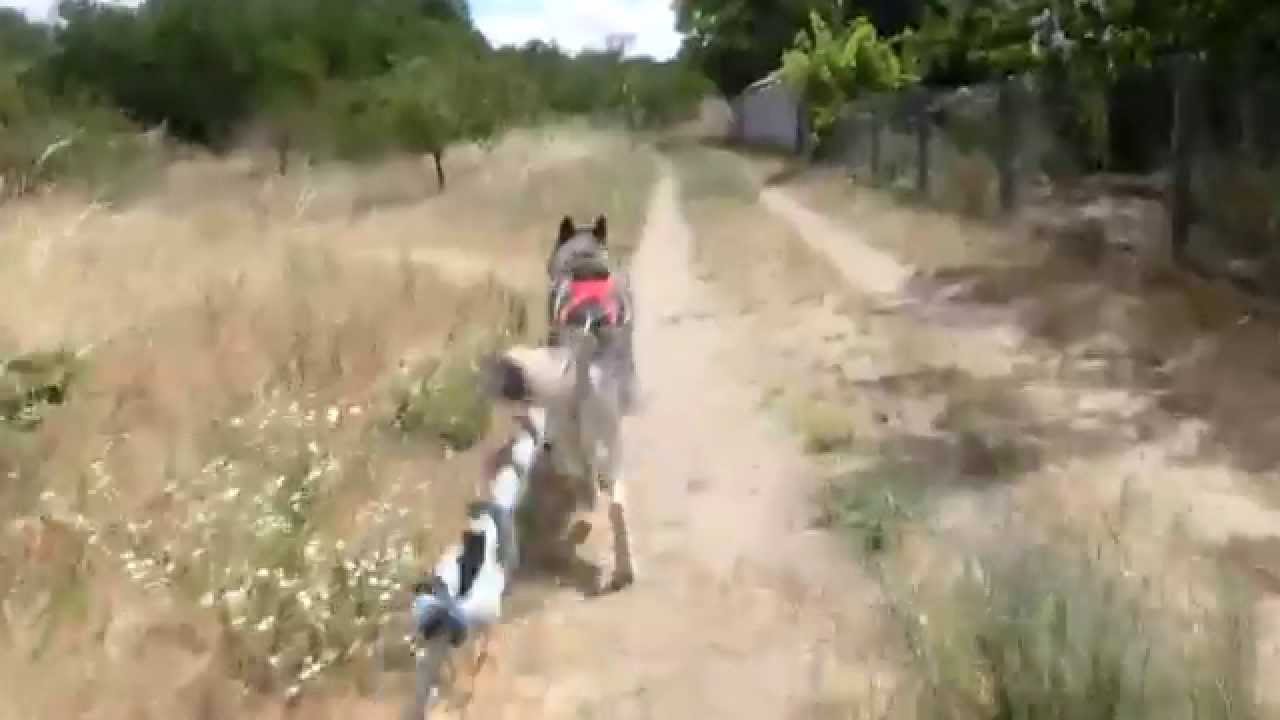 Siberian Husky pulling a scooter, Bikejöring.