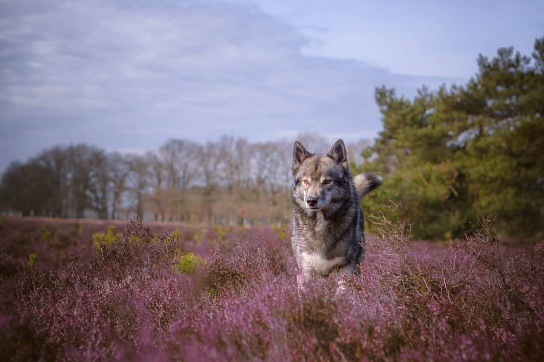 Slowly I caught up editing some of our road trip pictures.
.
Here Ninja is strid...