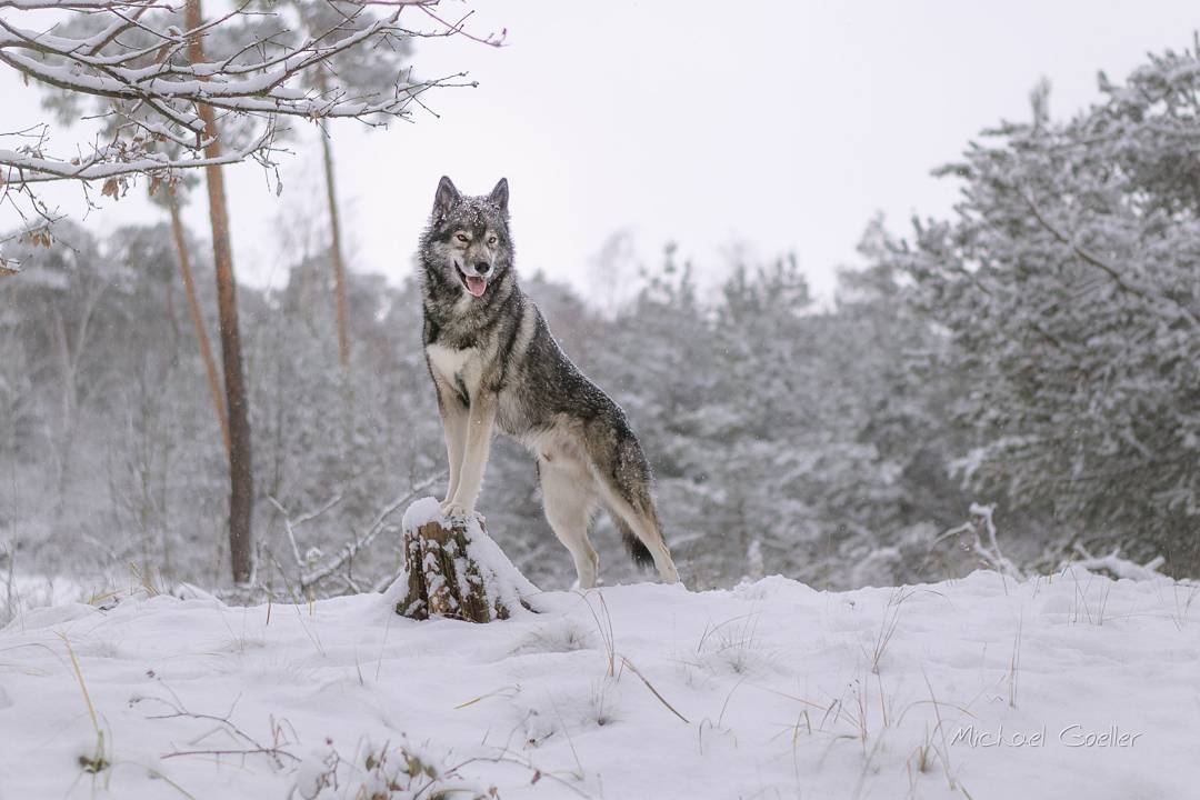 The perfect example of Husky disobedience 
.
Remember. One task for a Husky is t...