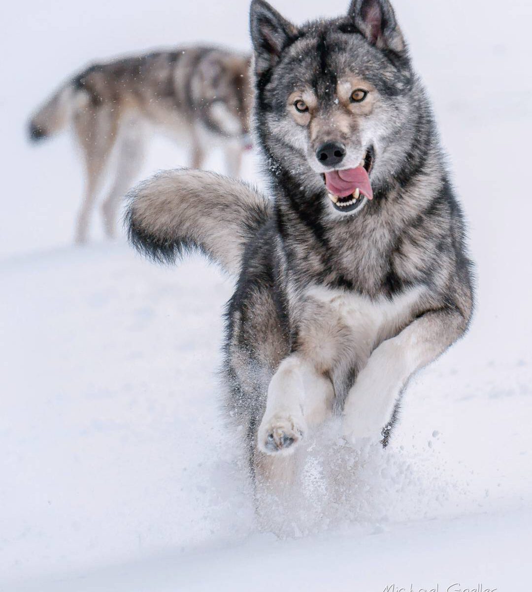 The snow, last night, did not last long... as we headed out, rain slowly took ov...