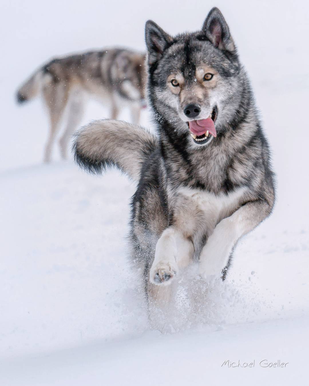 The snow, last night, did not last long… as we headed out, rain slowly took ov…