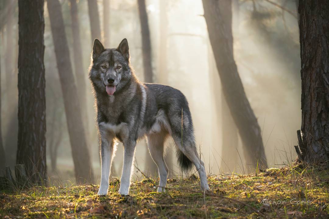 This picture is one of my all time favorites. Winter, back-light, fog, sun rays,...