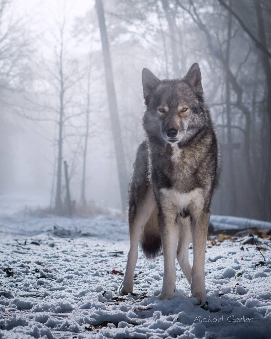 We are in Ede together with  who is meeting his girl Djuna, a female Tamaskan.
....