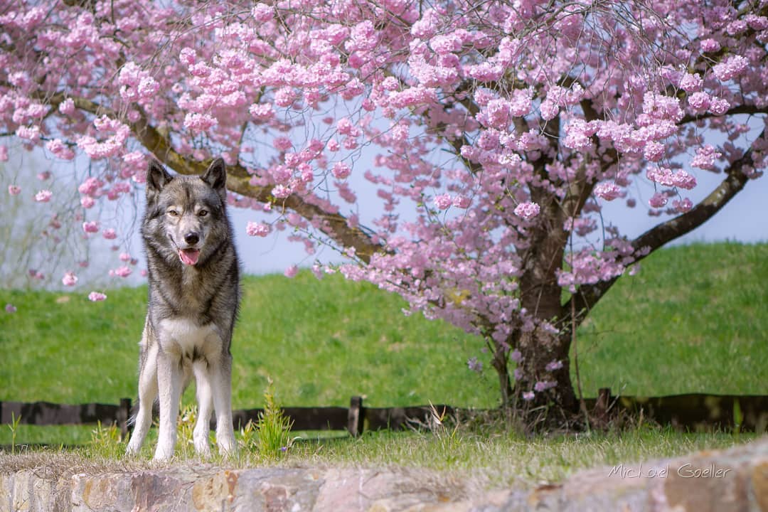 We have ten thousands of fruit trees here... but all have white blossoms... I re...