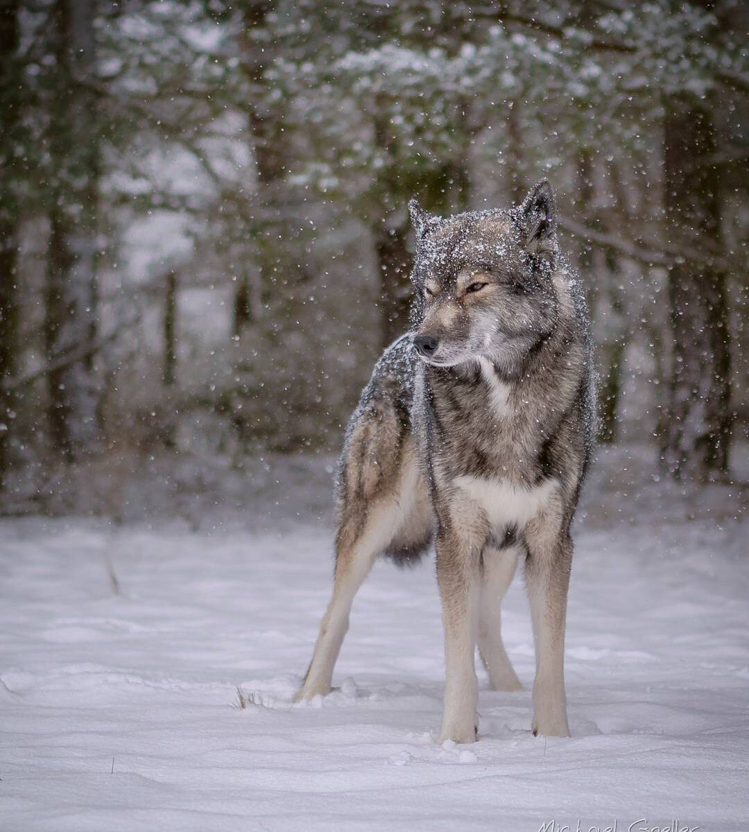 When it rains or snows Ninja will set his ears back and squint his eyes.
For a s...