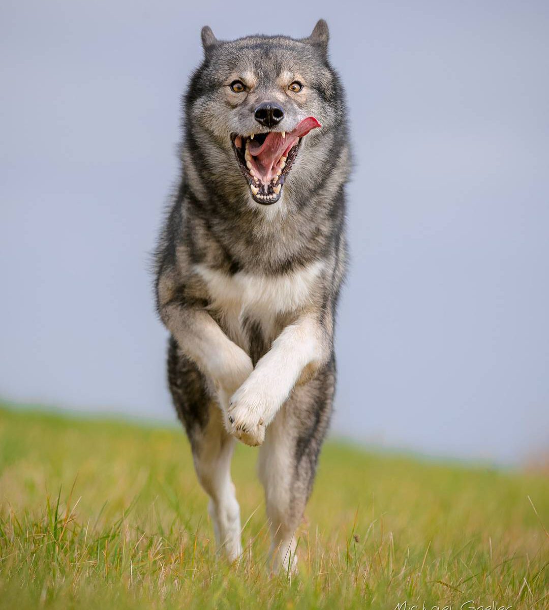 When Ninja runs at full speed he puts on the most hilarious derp faces...
.
.
.
...