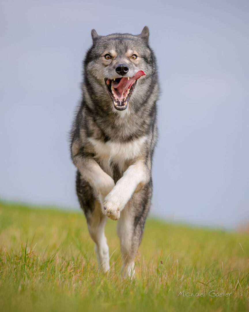 When Ninja runs at full speed he puts on the most hilarious derp faces...
.
.
.
...