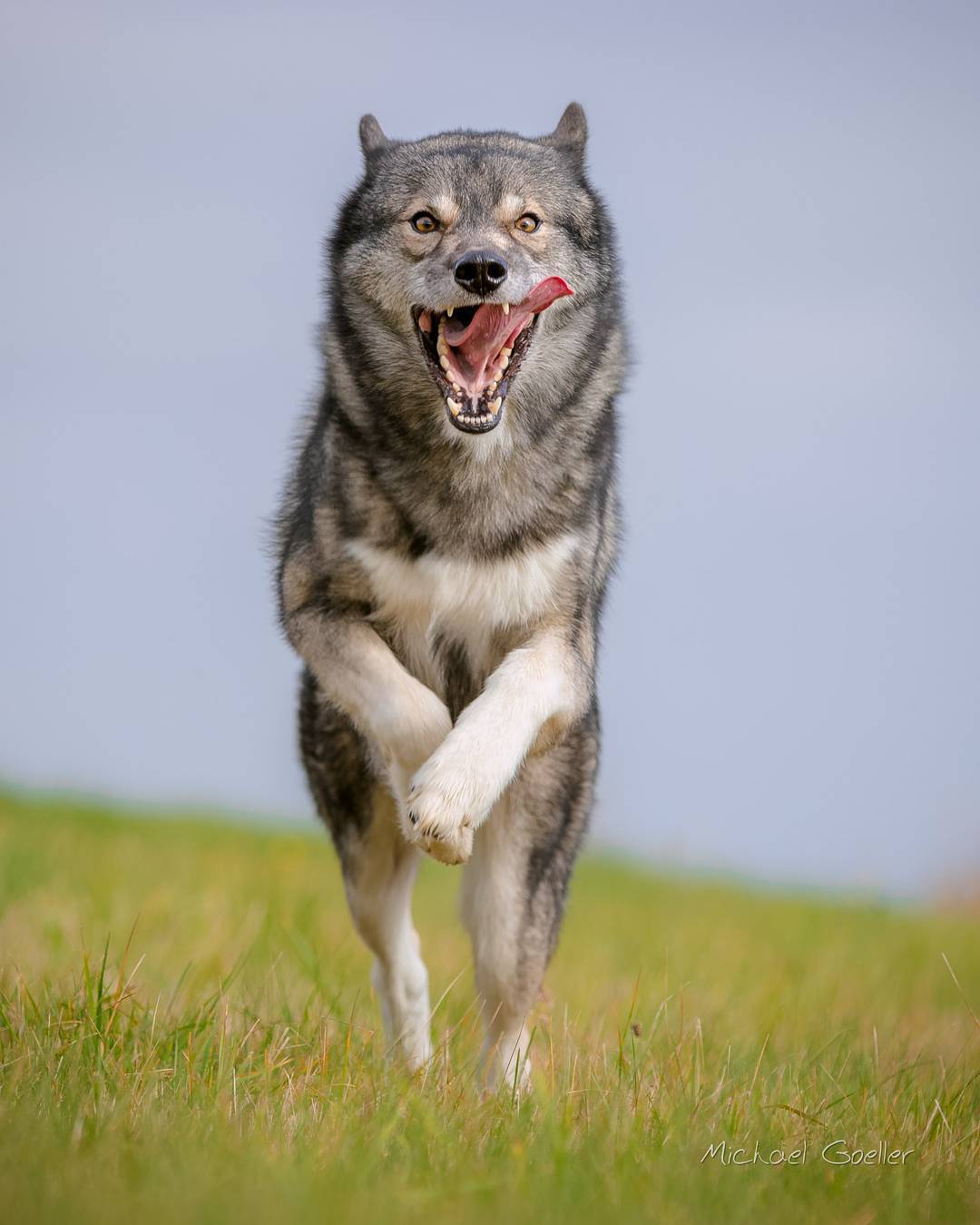 When Ninja runs at full speed he puts on the most hilarious derp faces…
.
.
.
…