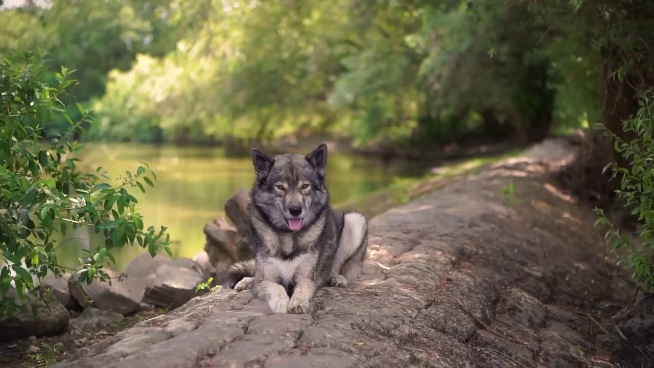 Woofer Ninja, searching the leash